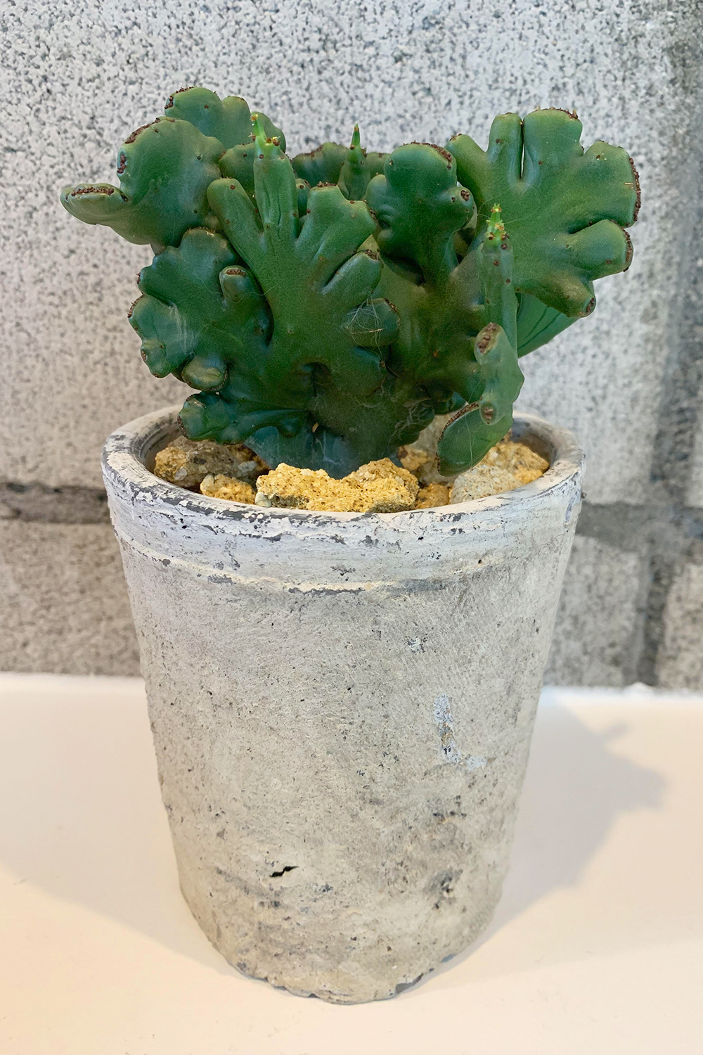 オンコクラータ